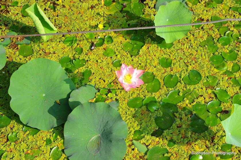 Dal Lake - Lotus 